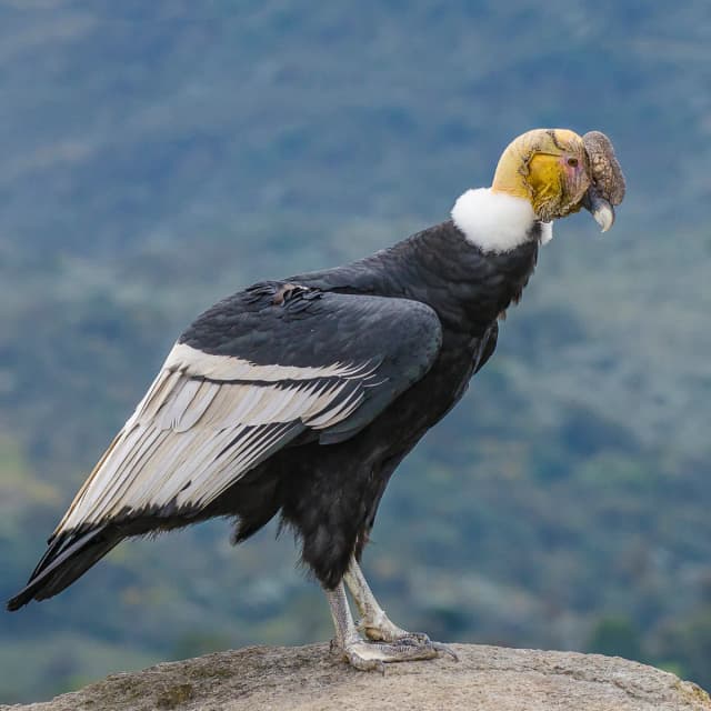 Cóndor andino