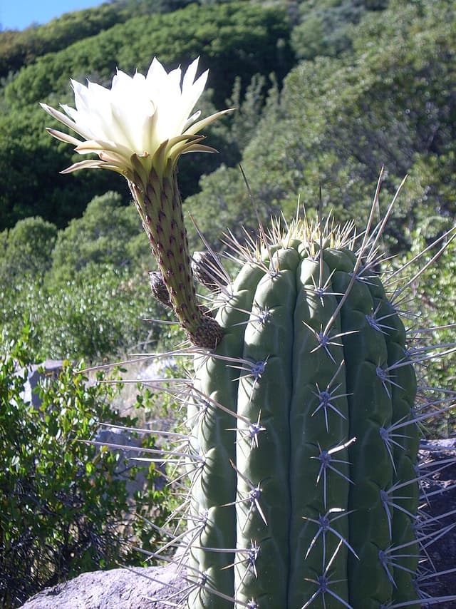 Flora del Altiplano